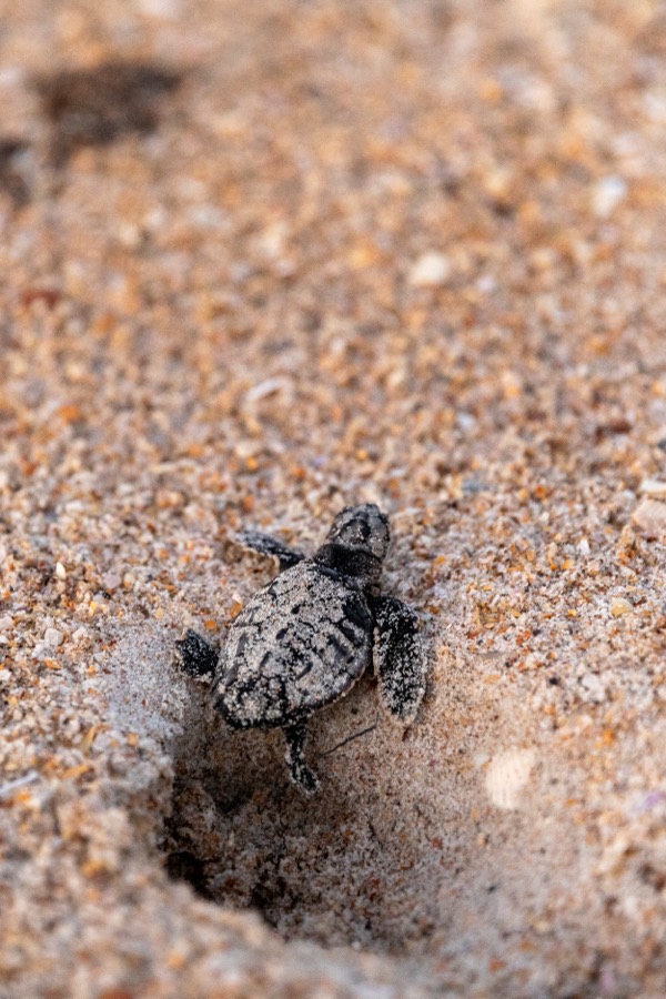 Tiny sea turtle hatchling crawling across the sand